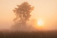 Die siegreiche Sonne von Loris Photography Miniaturansicht