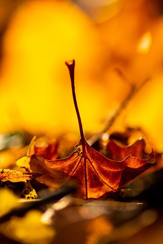 Heldere herfstbladeren