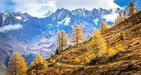 Mountain Bikers in The Swiss Alpes
