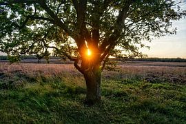 Veluwe 2025 sur ELGER VERMEER