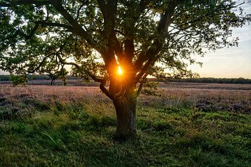 Veluwe 2025 van ELGER VERMEER