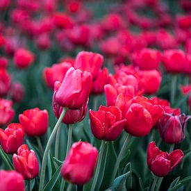 Rode tulpen van Richard Lubbers