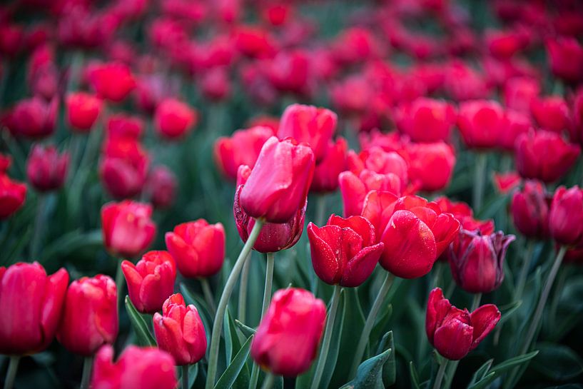 Red Tulips by Richard Lubbers