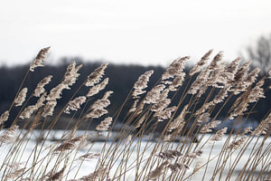 Schilf am Wasser #1