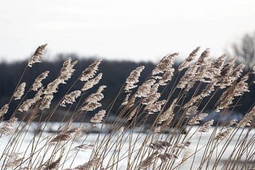 Riet Langs Het Water #1 van Selwyn Smeets