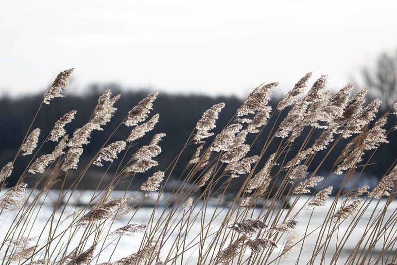 Roseaux au bord de l'eau #1 par Selwyn Smeets - SaSmeets Photography