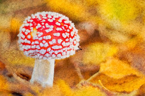 Fly agaric picturesque