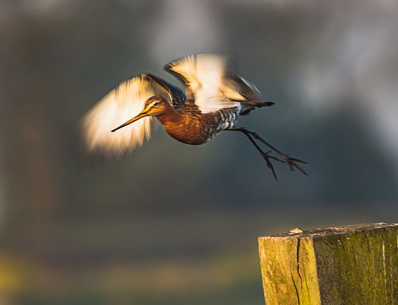 Black-tailed godwit flies up. by natascha verbij