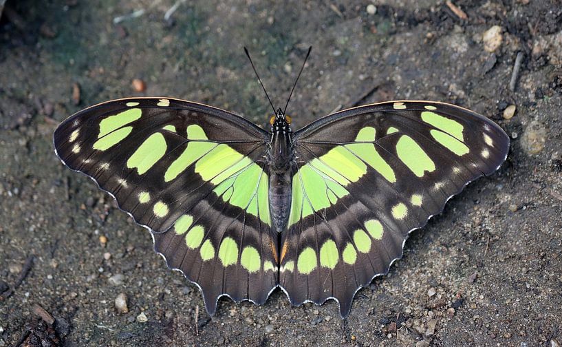 Malachitfalter von Matthias Brix