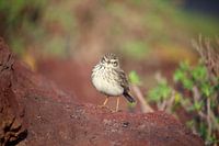 Berthelot's pipit (Tenerife)