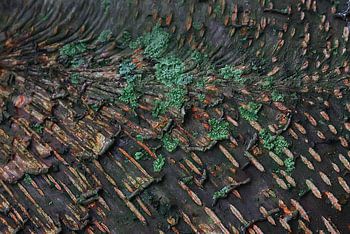 korstmos op boomstam