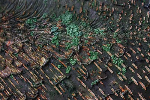 korstmos op boomstam