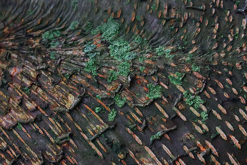 lichen on tree trunk by appie bonis