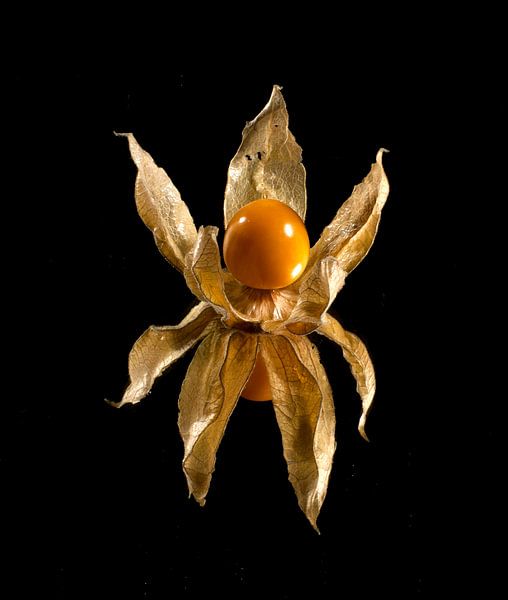 Crown of a goldberry by Hans Staphorst