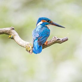 Eisvogel von Andy van der Steen - Fotografie