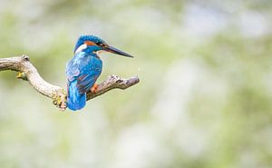 ijsvogel