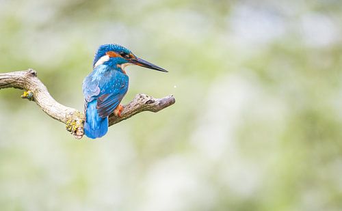 Eisvogel von Andy van der Steen - Fotografie