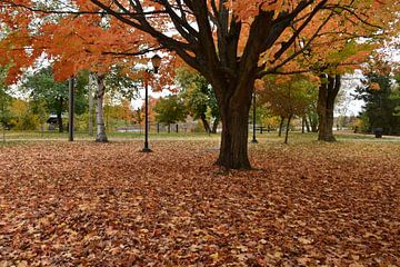 Un parc à l'automne sur Claude Laprise