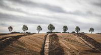 De route naar de zeven bomen.