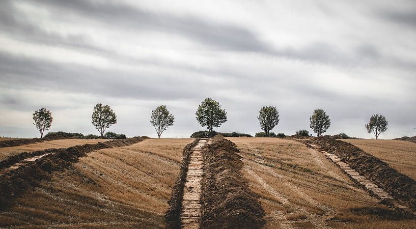 De route naar de zeven bomen. van Graphx