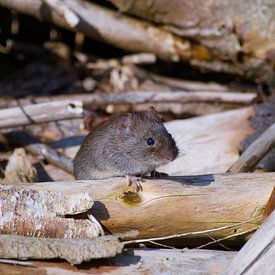 vole emerges by Stobbe; stiltegrafie