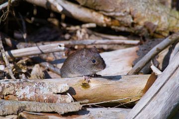 vole emerges