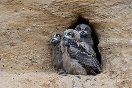 Europaeische Uhus ( Bubo bubo ), drei Jungvögel sitzen zusammen im Eingang zu ihrer Nisthöhle von wunderbare Erde