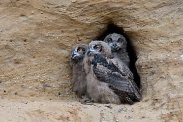 Eurasian Eagle Owls ( Bubo bubo ), three chicks  in the entrance of their nesting burrow van wunderbare Erde
