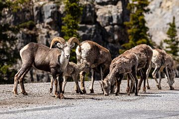 Bighorn sheep in the Rocky Mountains by Roland Brack