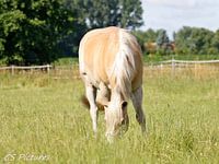 Haflinger 
