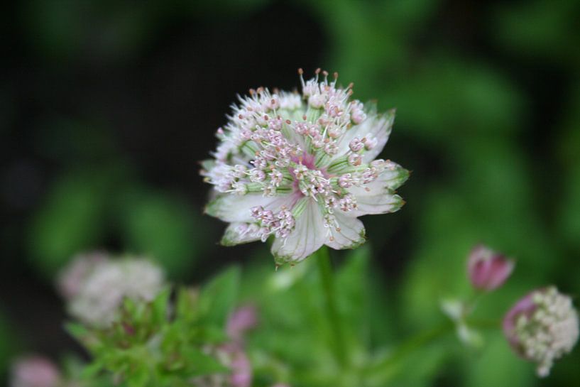 Bloem by Lieke Roeven