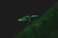 A small lonely plant by Leny Silina Helmig thumbnail