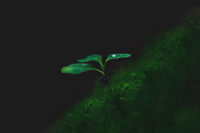 A small lonely plant by Leny Silina Helmig