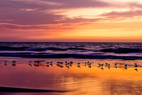 The birds on the Atlantic Ocean