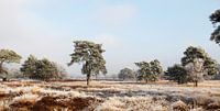 Winterlandschap op de hei