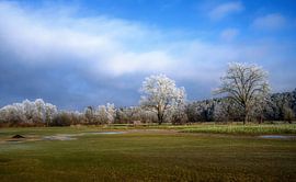 Paysage hivernal avec des arbres recouverts de givre