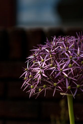 Look (Allium) plant