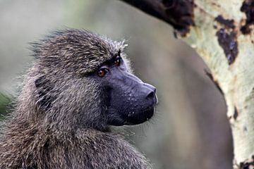 Baboon look-out van BL Photography