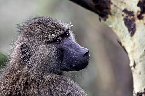 Baboon look-out