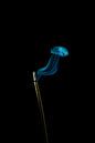 Incense and jellyfish by Shot by Ari thumbnail