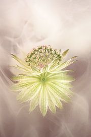 Graceful dance – A botanical eye-catcher: a Zeeland knot with a smoky hue by Marjolijn van den Berg