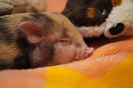 pied mini piglet in hand breeding by Babetts Bildergalerie thumbnail