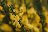 Yellow Love
