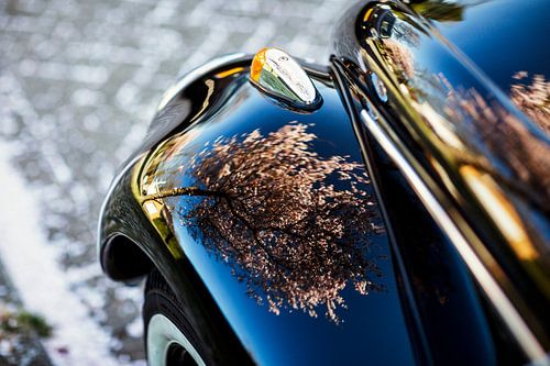 Beetle in Spring!