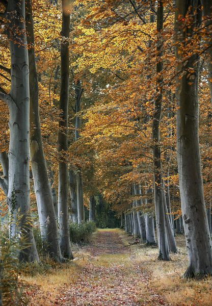 Holland Land Schaf von farshid sadeghi