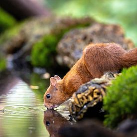 Squirrel at the water tank by Neil Kampherbeek