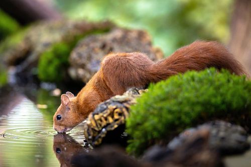 Squirrel at the water tank