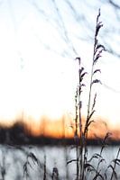 Flora