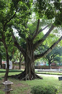 Vietnamese tree by mathieu van wezel