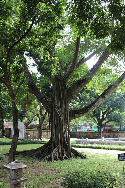Vietnamesischer Baum von mathieu van wezel